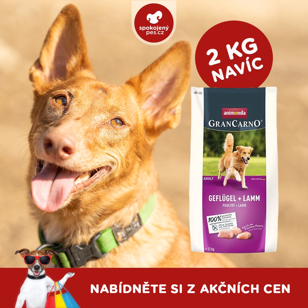 dog06 - kopie.webp